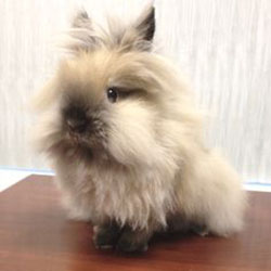 Want To Have A Lion Head Bunny?